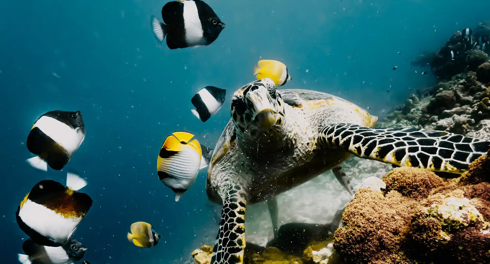 NH Collection Maldives Reethi Resort : เอ็นเอช คอลเลคชั่น มัลดีฟส์ รีธิ รีสอร์ท