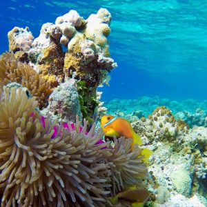 Filitheyo Island Resort House Reef