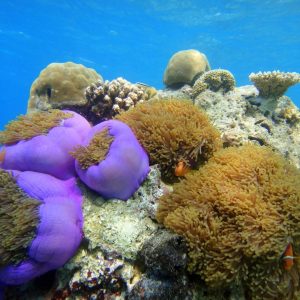 Baros Maldives House Reef