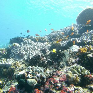 Biyadhoo Island Resort House Reef